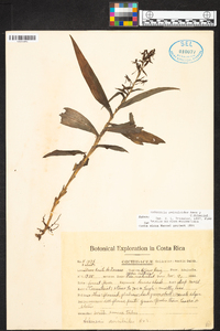 Habenaria aviculoides image