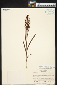 Habenaria brownelliana image