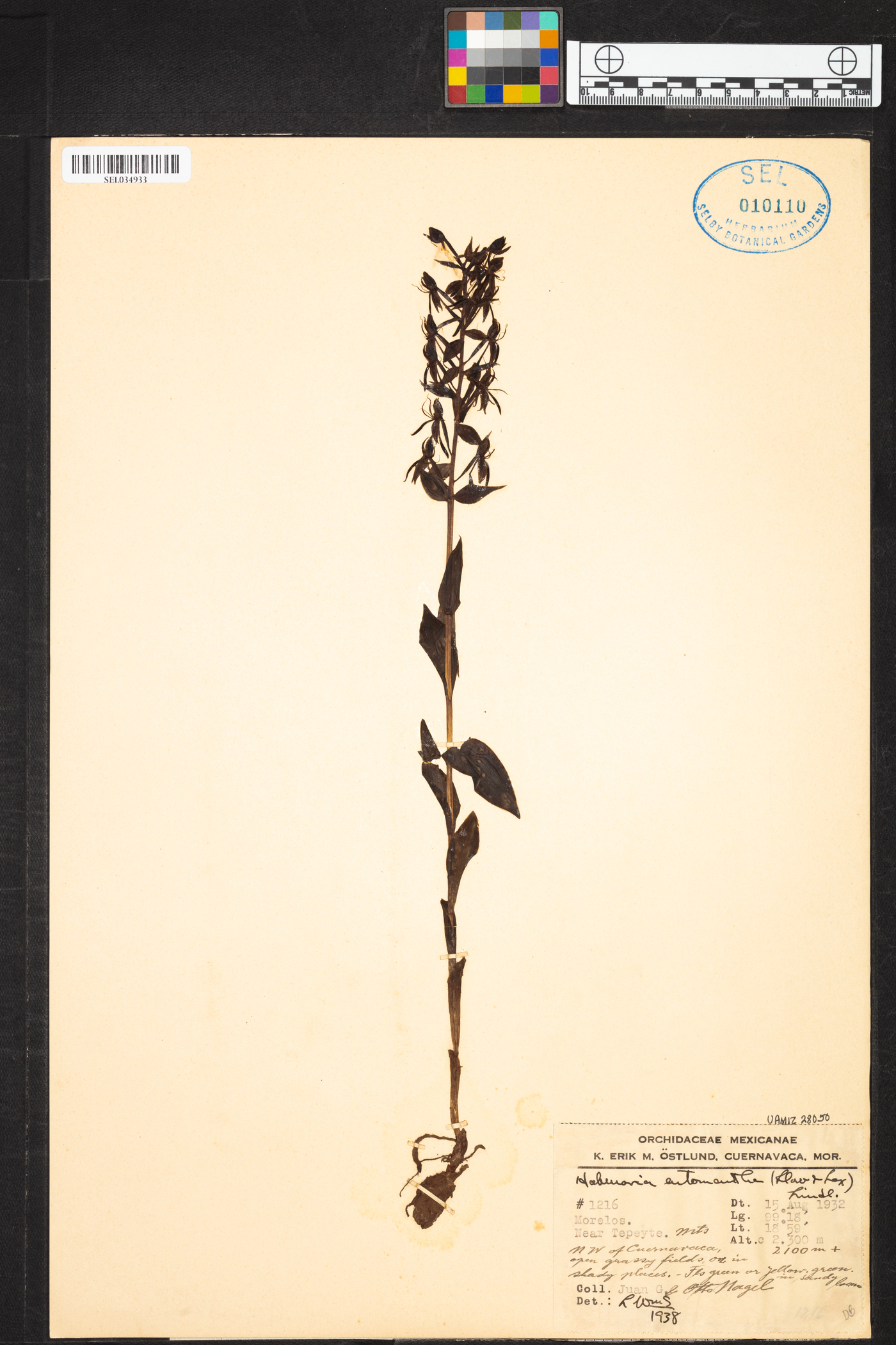 Habenaria entomantha image