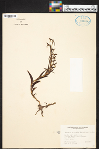 Habenaria entomantha image