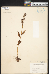 Habenaria entomantha image