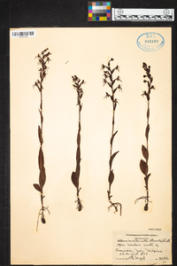 Habenaria entomantha image