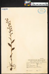 Habenaria entomantha image