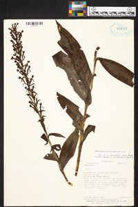 Habenaria eustachya image