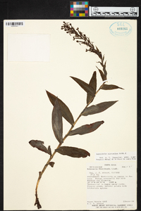 Habenaria eustachya image