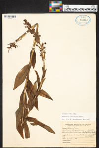 Habenaria floribunda image