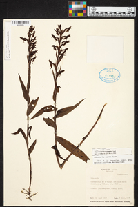 Habenaria hexaptera image