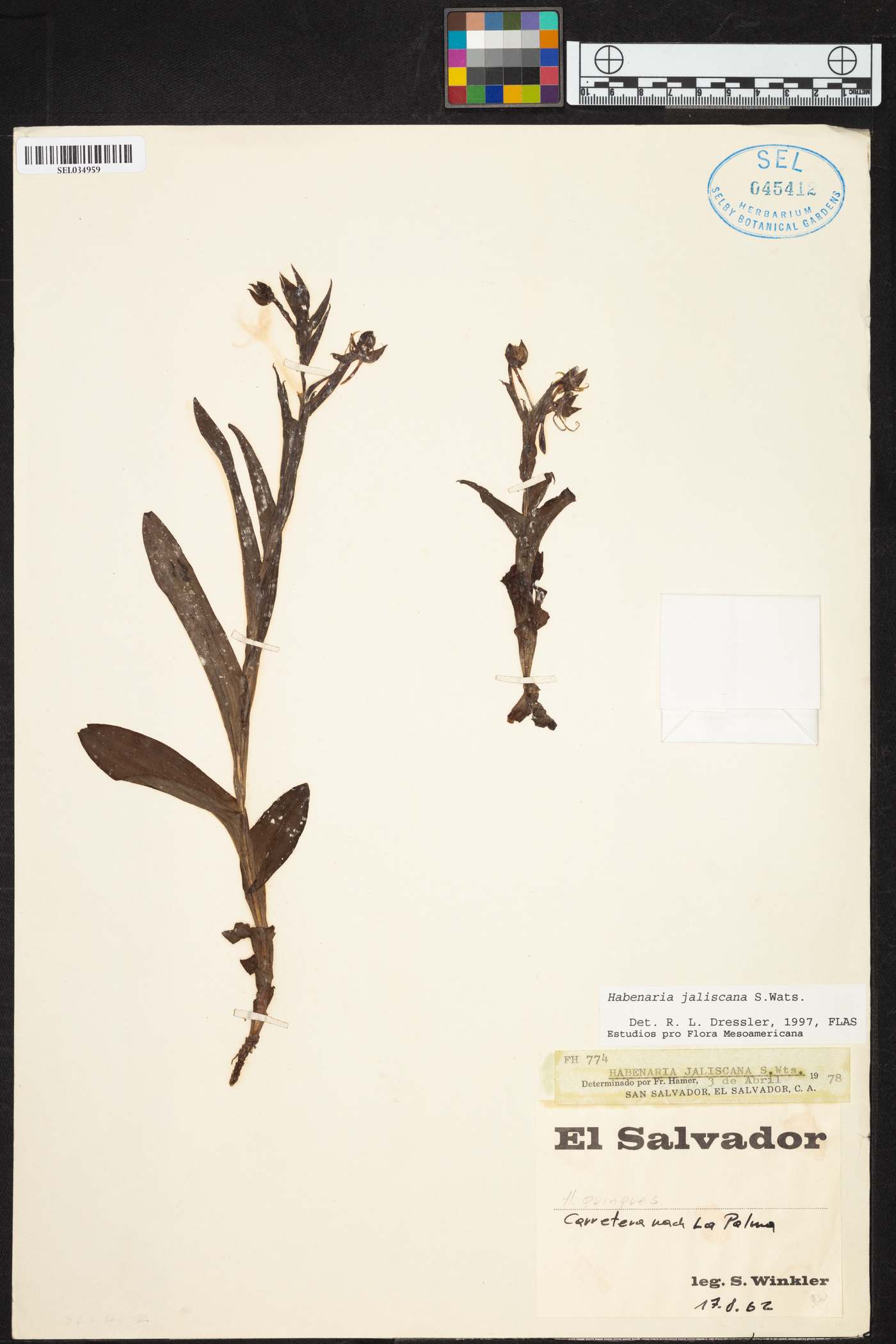 Habenaria jaliscana image