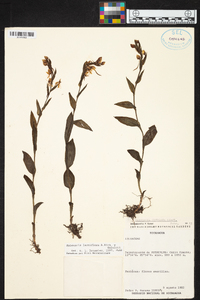 Habenaria lactiflora image