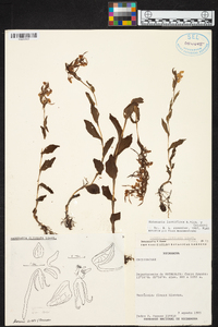 Habenaria lactiflora image