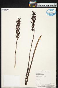 Habenaria monorrhiza image