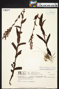 Habenaria monorrhiza image