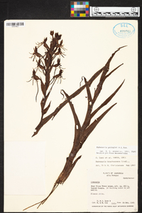 Habenaria pringlei image