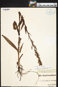 Habenaria repens image