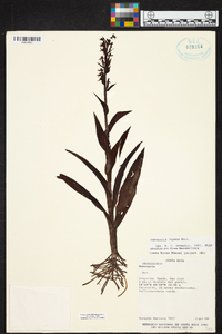 Habenaria repens image