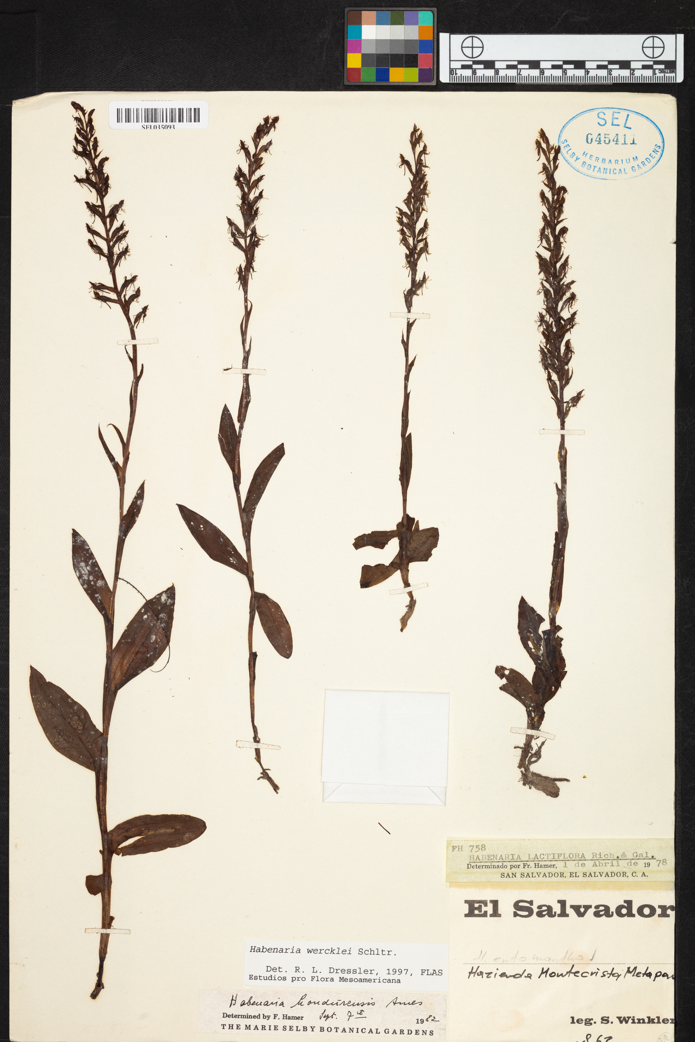 Habenaria wercklei image