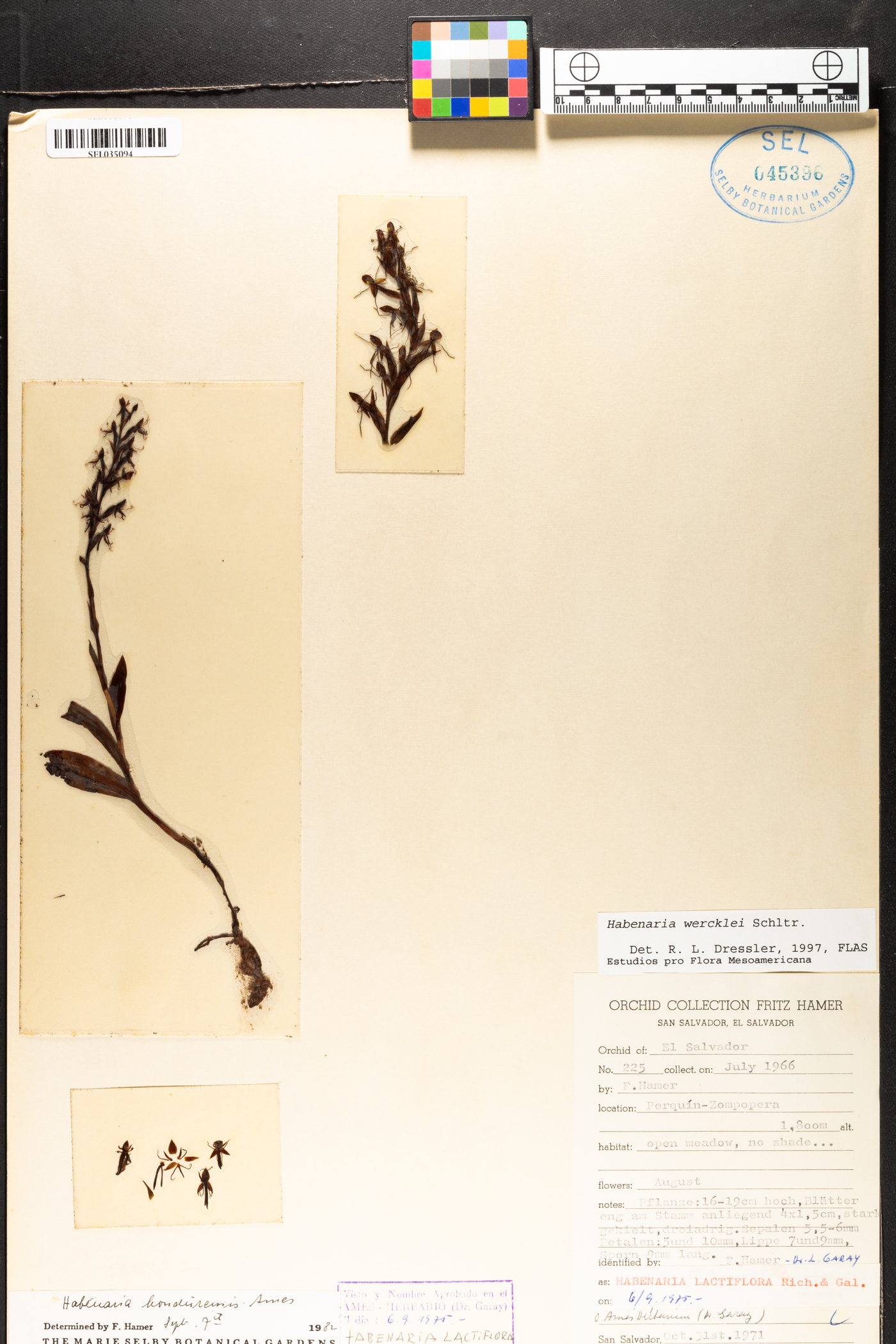 Habenaria wercklei image