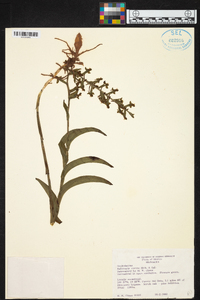 Habenaria virens image