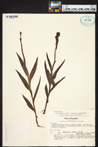 Habenaria alata image