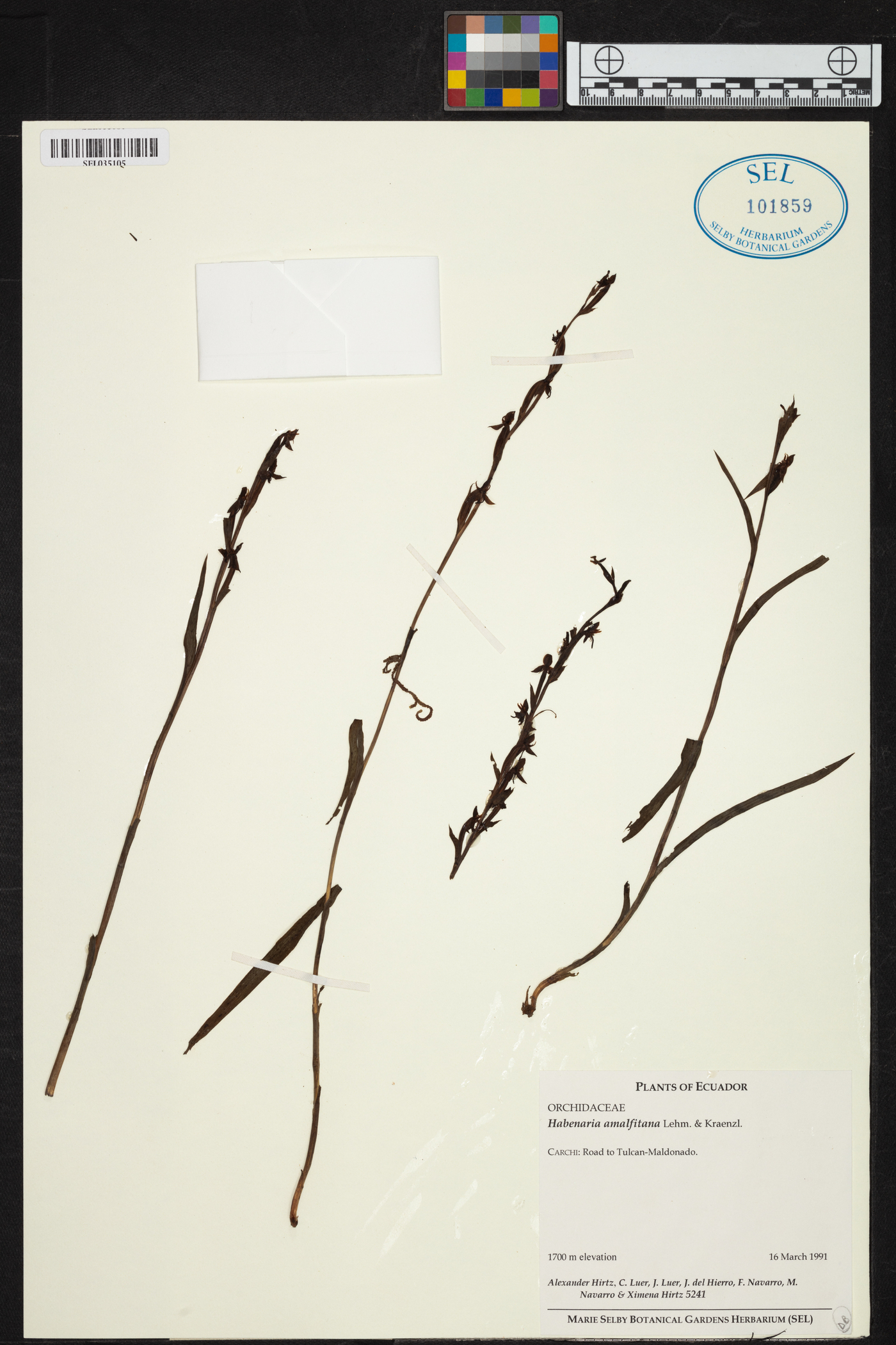 Habenaria amalfitana image