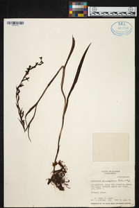 Habenaria amalfitana image