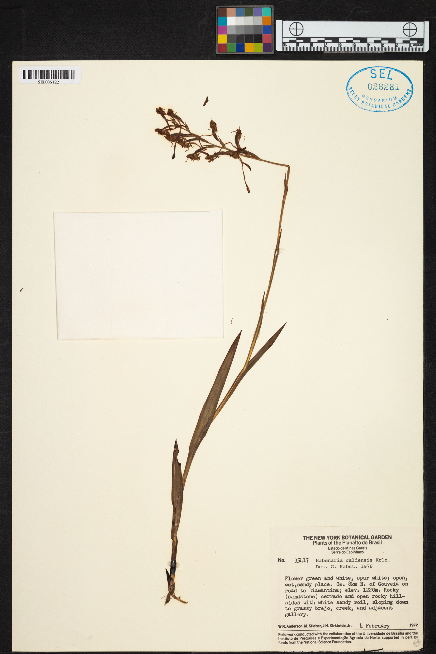 Habenaria caldensis image