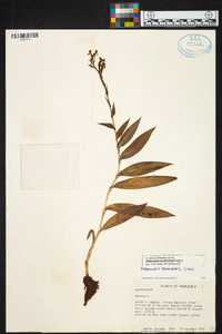 Habenaria eustachya image