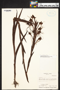 Habenaria johannensis image