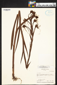 Habenaria johannensis image