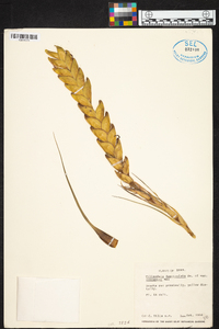 Tillandsia fasciculata image