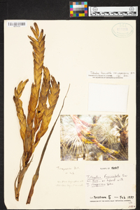 Tillandsia fasciculata image