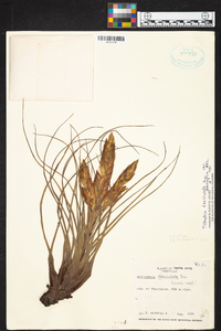 Tillandsia fasciculata image