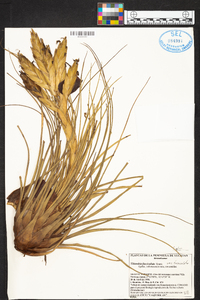 Tillandsia fasciculata image