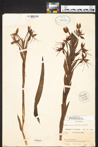 Habenaria melvillei image