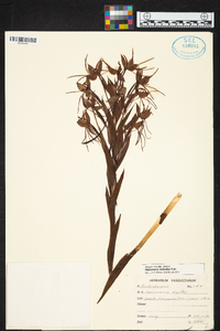 Habenaria melvillei image