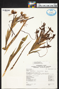 Habenaria melvillei image