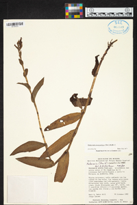 Habenaria monorrhiza image