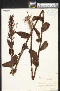 Habenaria monorrhiza image