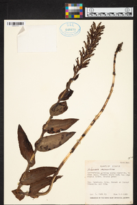 Habenaria monorrhiza image