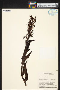 Habenaria monorrhiza image
