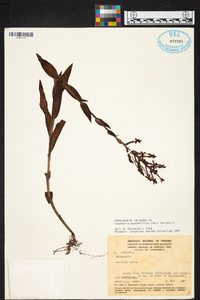 Habenaria monorrhiza image