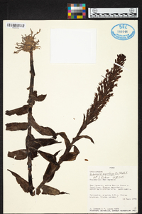 Habenaria monorrhiza image