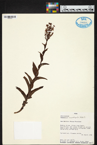 Habenaria monorrhiza image