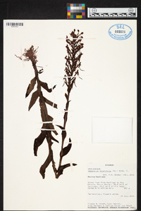 Habenaria monorrhiza image