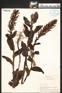 Habenaria monorrhiza image