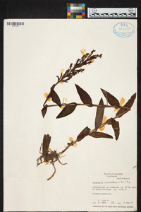 Habenaria monorrhiza image