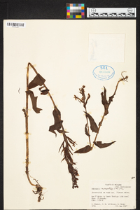 Habenaria monorrhiza image
