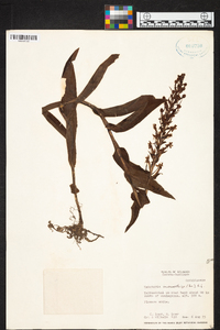 Habenaria monorrhiza image