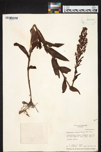 Habenaria monorrhiza image