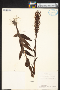 Habenaria monorrhiza image